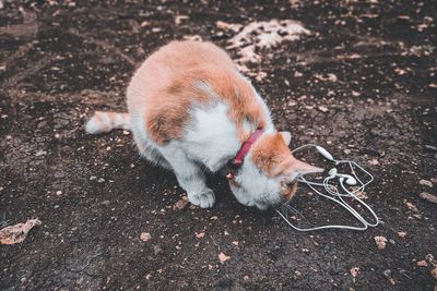 High angle view of a cat on land