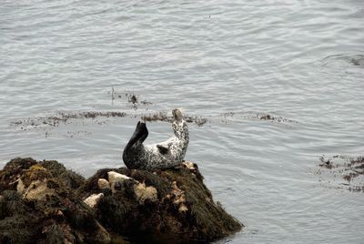 View of seal on rock