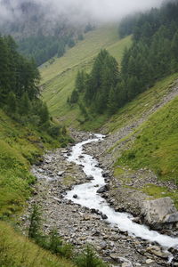 Scenic view of stream flowing amidst trees