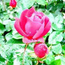 Close-up of raindrops on pink rose