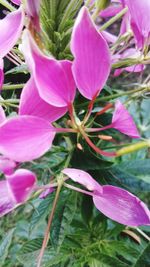 Close-up of pink flowers blooming outdoors