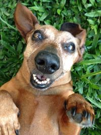 Close-up portrait of dog