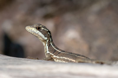 Common basilisk - basiliscus basiliscus in corcovado national park