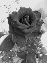 Close-up of rose blooming outdoors