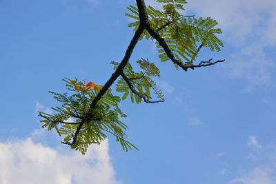 Low angle view of tree against sky