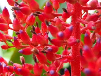 Close-up of red flowering plant