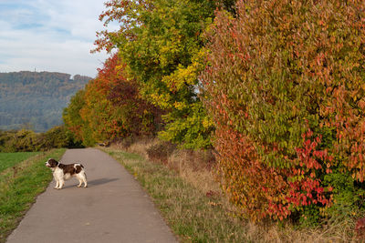 Dog standing on road amidst plants during autumn