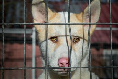 Close-up of goat in cage