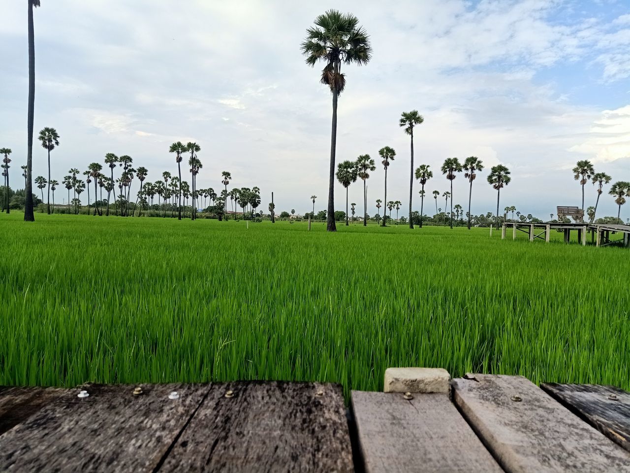 plant, paddy field, sky, agriculture, palm tree, tropical climate, tree, field, grass, landscape, nature, cloud, land, environment, rural area, rural scene, rice paddy, green, rice, crop, beauty in nature, growth, coconut palm tree, outdoors, no people, scenics - nature, farm, tranquility, day, wood, water, environmental conservation, food and drink, tropical tree, tranquil scene, food, social issues, wheatgrass, cereal plant