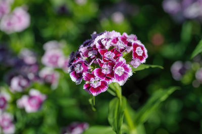 Close-up of purple flowering plant