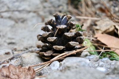 Close-up of pine cone on sand
