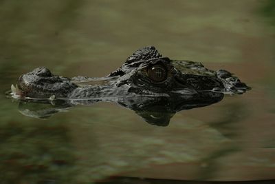 Close-up of crocodile swimming in lake