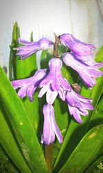 Close-up of purple flowers