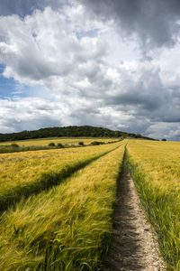 Dramatic sky above a wheat field