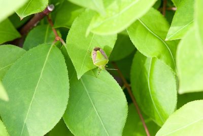 Close-up of insect on leaf