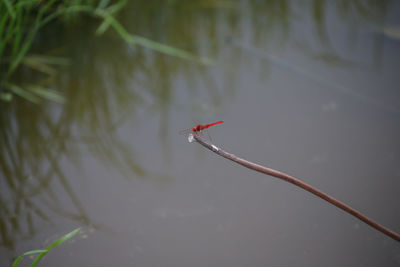 Close-up of insect on the lake