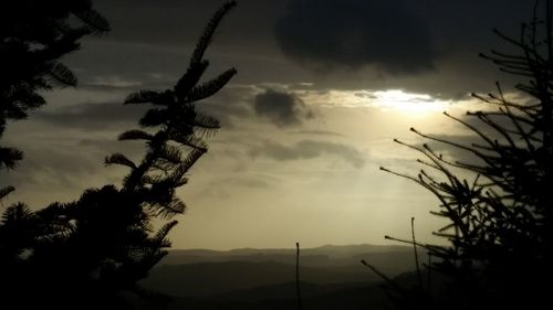 Low angle view of silhouette tree against sky