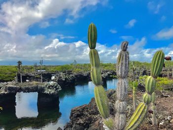 Cactus plants in garden against sky