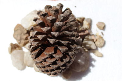 Close-up of pine cone