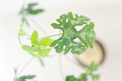 Close-up of green leaves on table