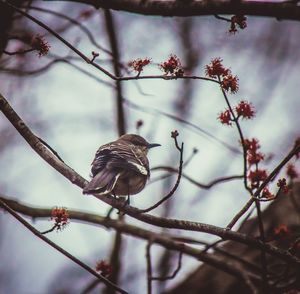 Low angle view of bird perching on tree against sky