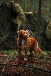 Brown nova scotia duck tolling retriever stands in the middle of the green forest. outdoor leisure