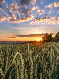 Scenic view of field against sky during sunset