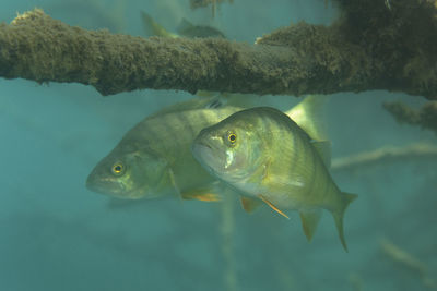 Underwater photo of perca fluviatilis, commonly known as the common perch in soderica lake, croatia