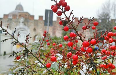 Close-up of red berries on tree