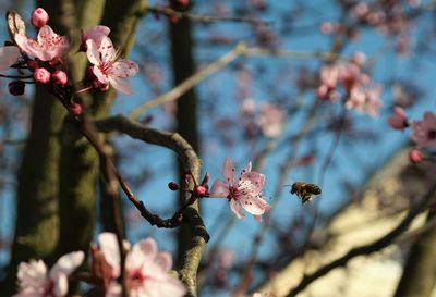 Bee heading for a blossom