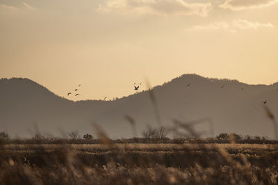 Scenic view of field against sky during sunset