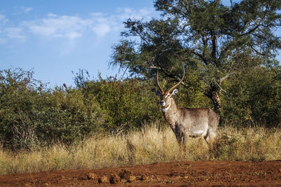 Deer standing on grassy field