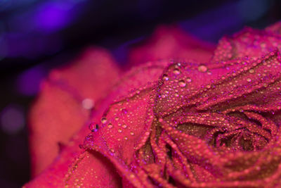 Close-up of wet pink flower