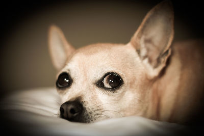 Extreme close-up of dog