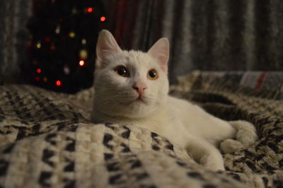 White cats relaxing on bed in front of christmas lights