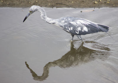 Side view of a bird in water