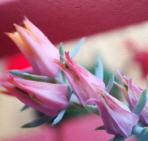 Close-up of pink flowers