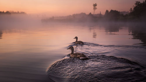 Ducks swimming at lake during sunset