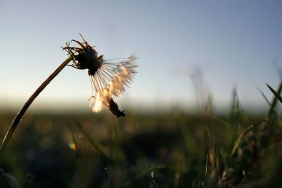 Close-up of insect pollinating flower