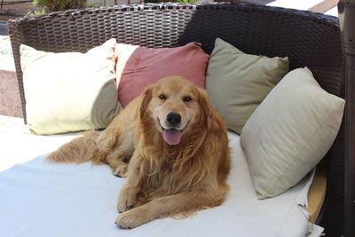 Portrait of dog relaxing on sofa at home