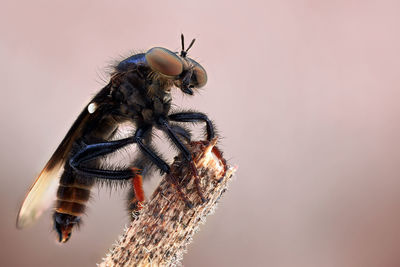 Close-up of fly