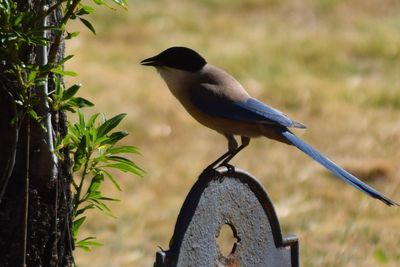 Close-up of bird perching outdoors