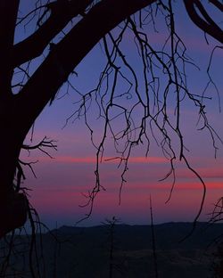 Silhouette of trees at sunset