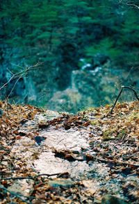 Close-up of water flowing through rocks in forest