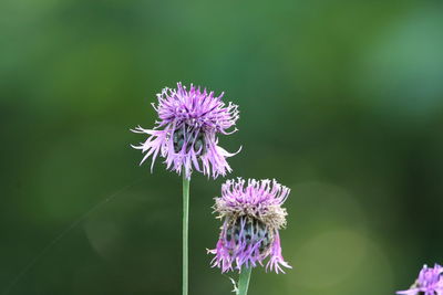 Close-up of purple flowering plant