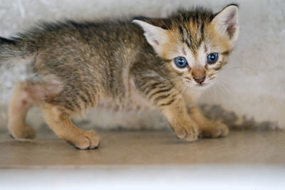 Close-up portrait of a kitten