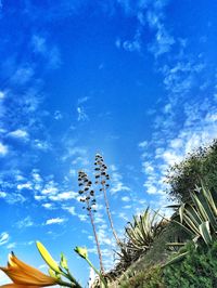 Low angle view of cactus plant against blue sky