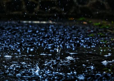 Close-up of birds in water