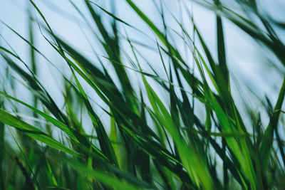 Full frame shot of plants growing on field