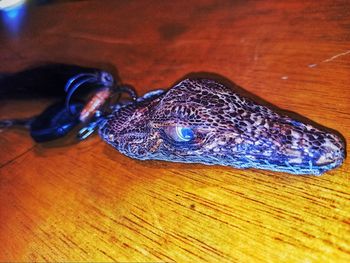 High angle view of a lizard on wooden table